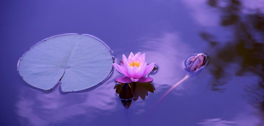 fleur de lotus